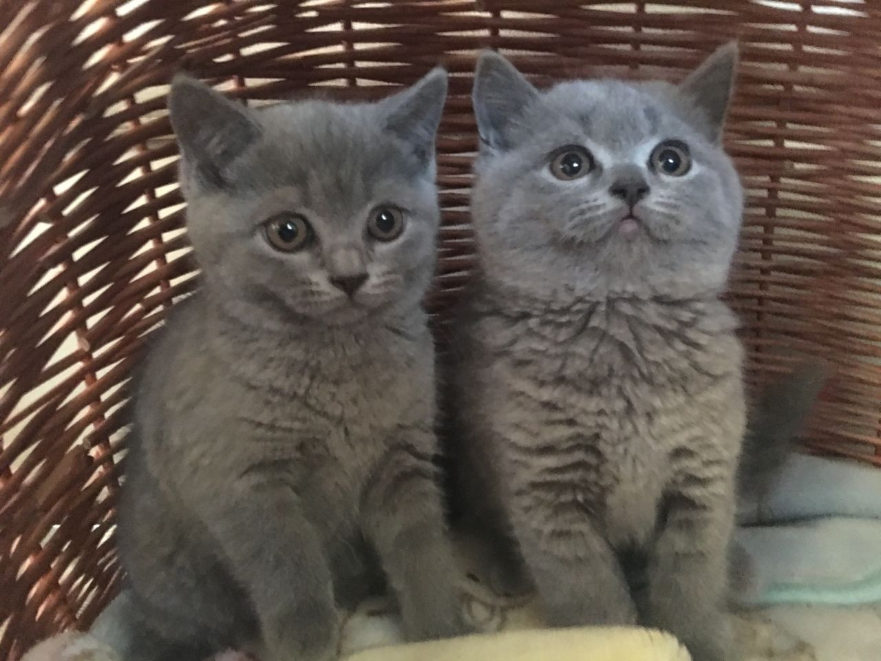 Wanita Rugi RM3,230 Ditipu Beli Kucing Menerusi Instagram - Utusan 
