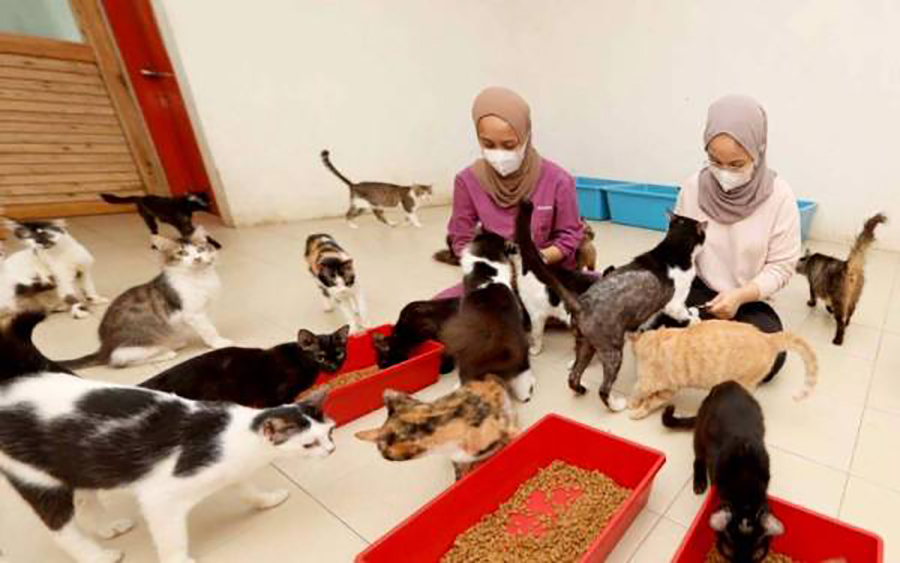 Lebih 50 Kucing Jantan Jalanan Bakal Dimandulkan - Utusan Timur